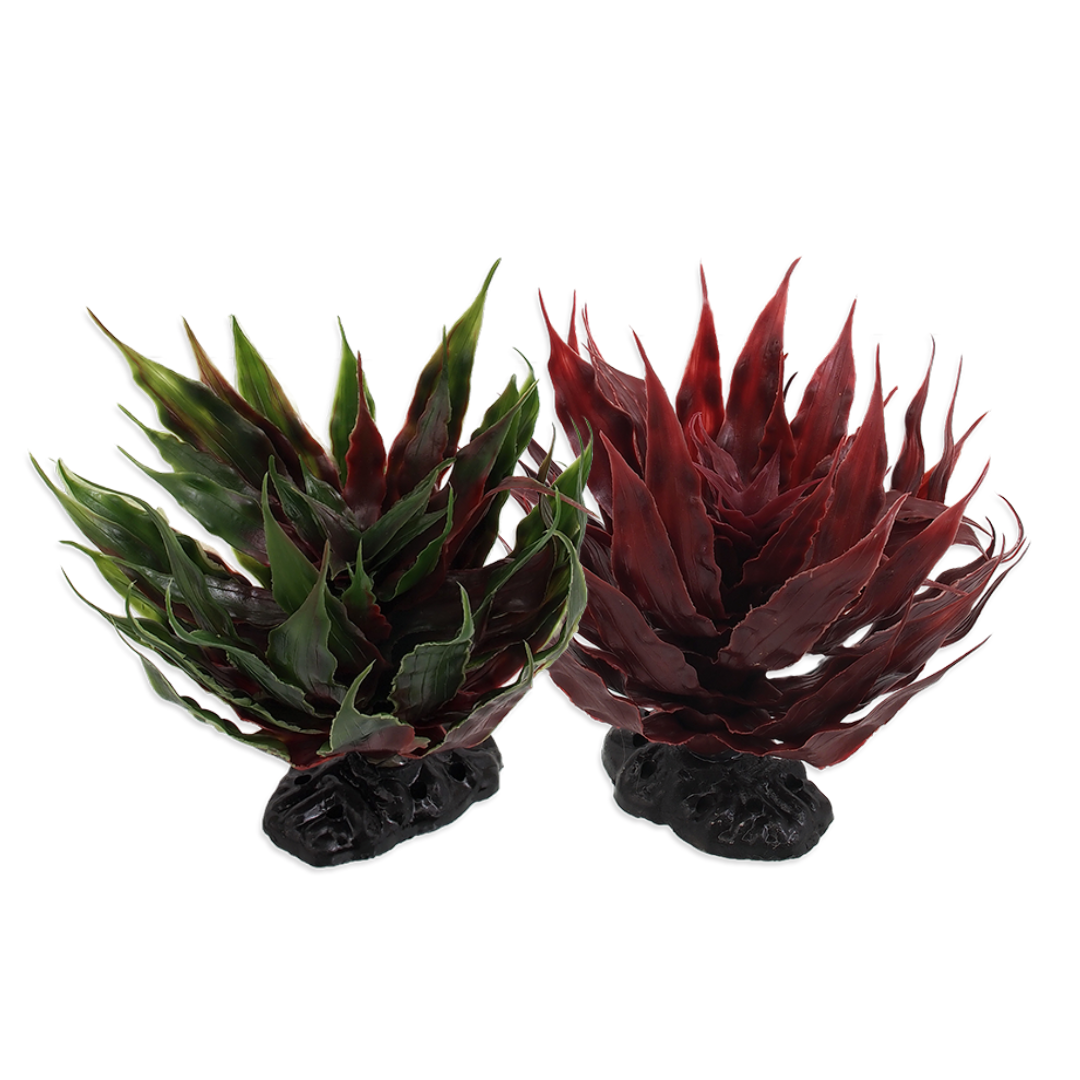 Plant Agave