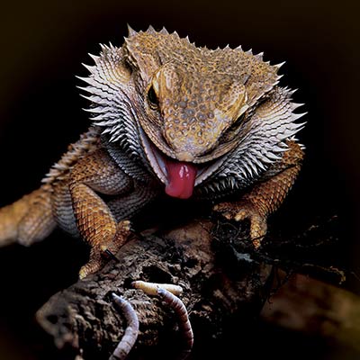 bearded-dragon-d3-dragon-lamp_400