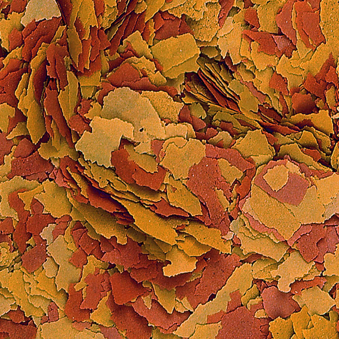 vitality-color