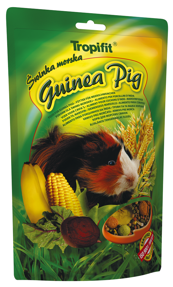 Guinea-Pig_prawy