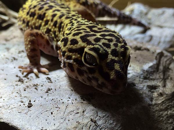 leopard-gecko-shadedwellerpro