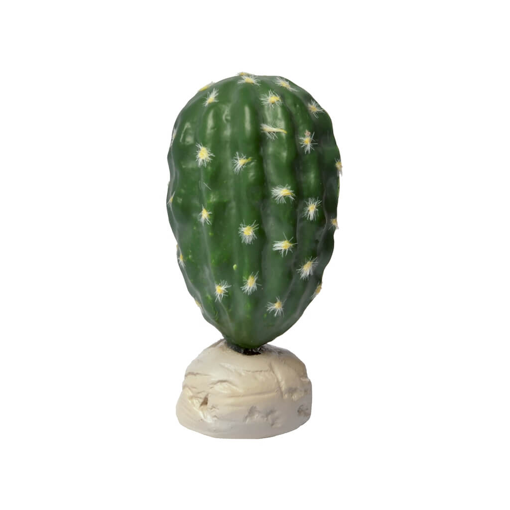 Cacti