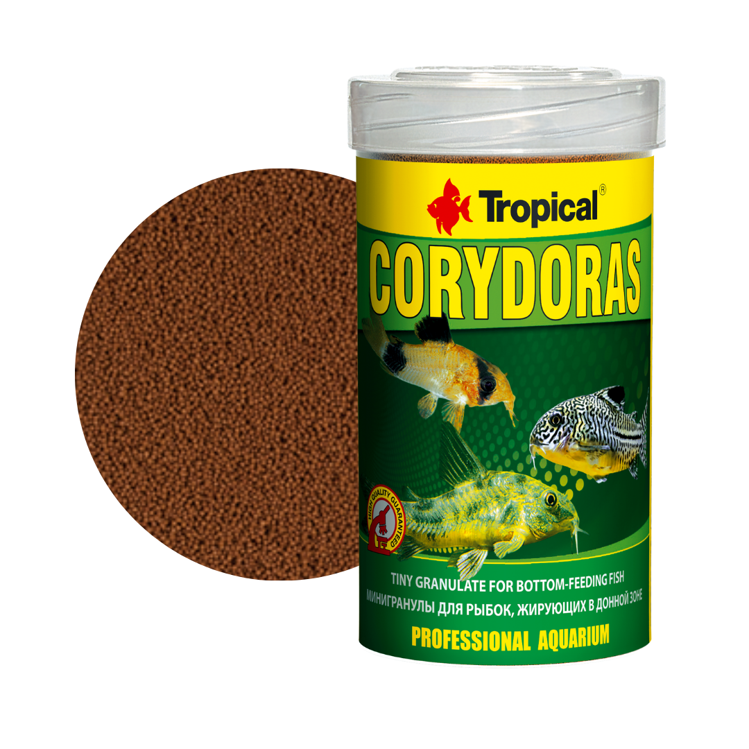 Corydoras