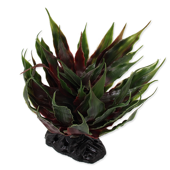 Plant Sukulent Agave
