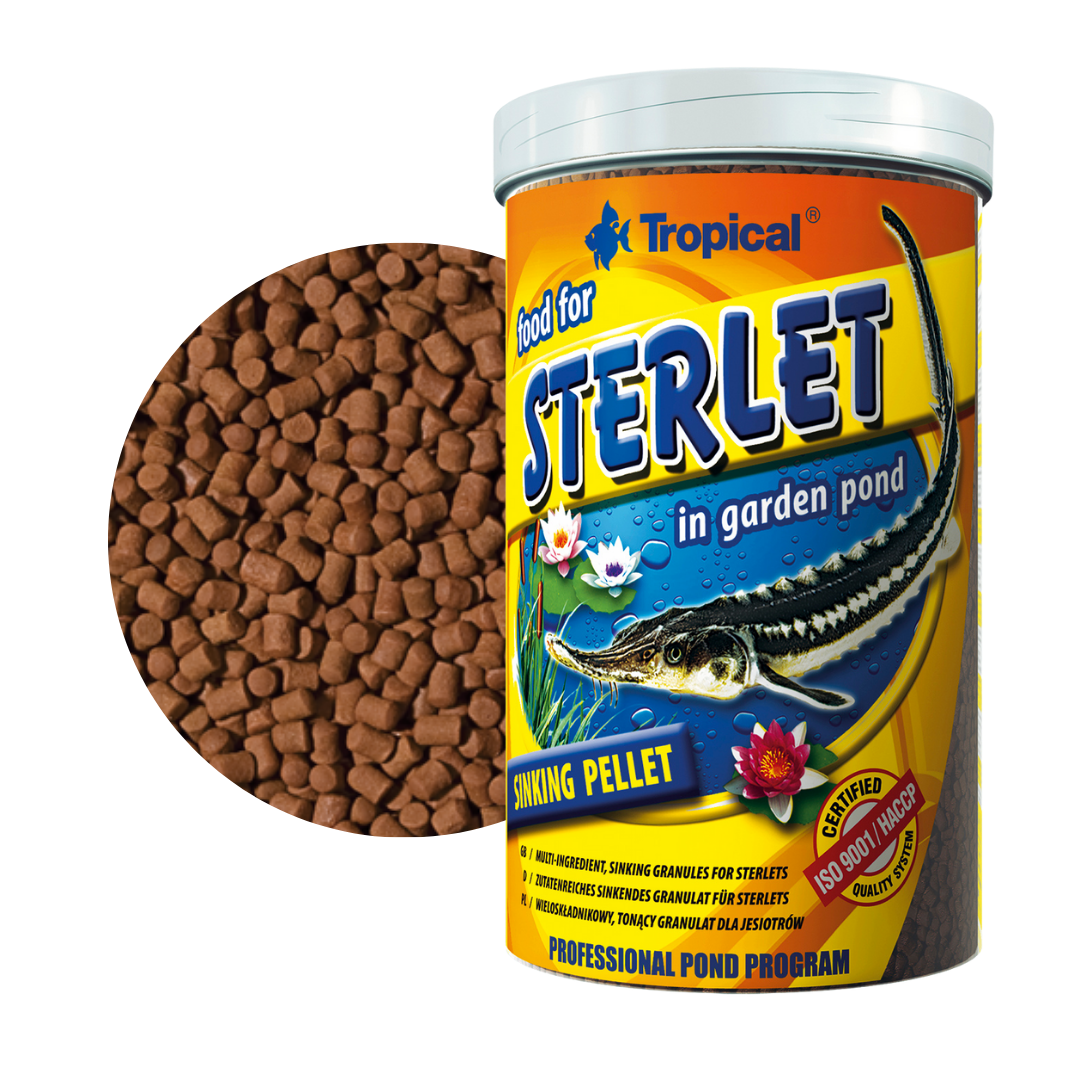 Sterlet