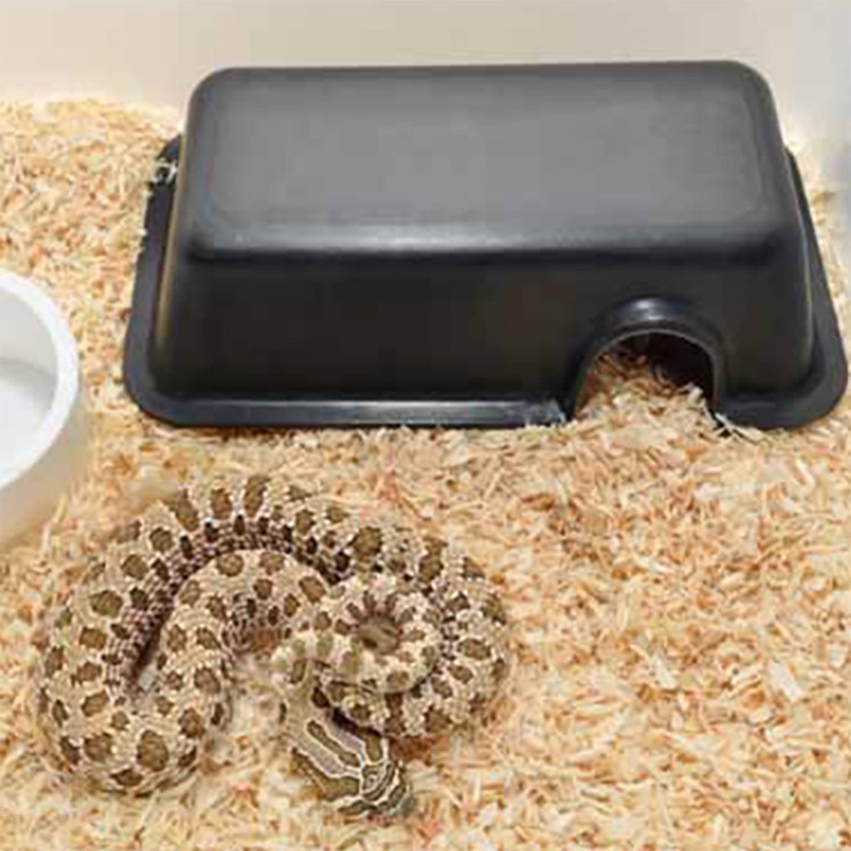 Plastic Hide