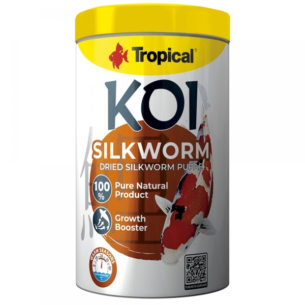 Koi Silkworm (Seidenraupen)