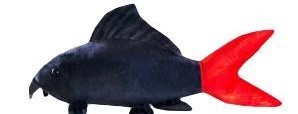 GreenPleco - Red Tail Shark Plüschtier